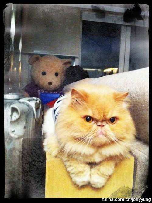 加菲明星,懒散中的生活哲学