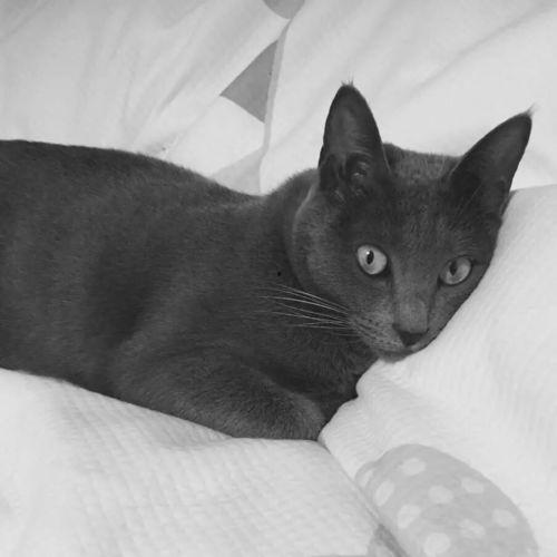 wanimal无码照片,一场视觉与心理的震撼之旅