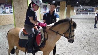 马术教学视频,掌握骑术技巧的必备指南