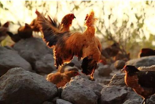 土鸡游戏爆料大全最新版,揭秘最新版游戏亮点与玩法攻略