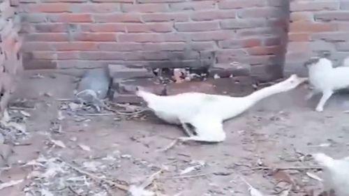 大鹅爆料事件视频大全